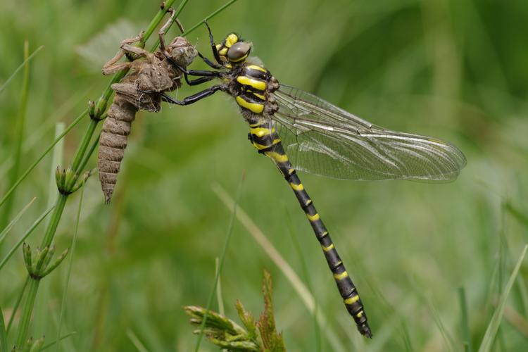 Cordulegaster boltoni.