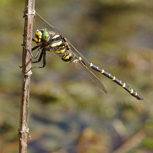 Cordulegaster boltoni.