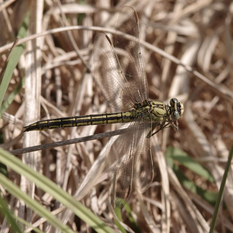 Gomphus pulchellus.