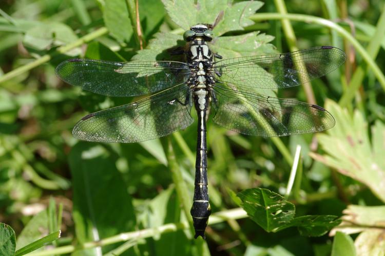 Gomphus vulgatissimus.