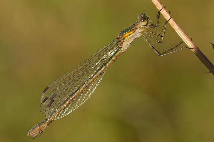 Lestes sponsa.