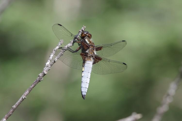 Libellula depressa.