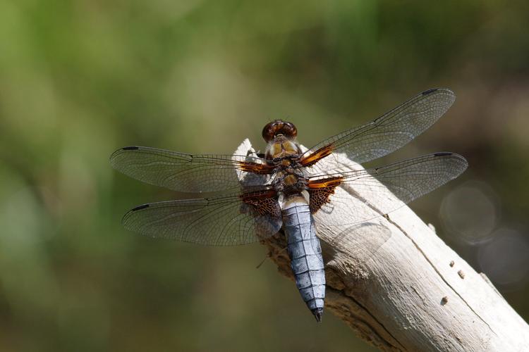 Libellula depressa.