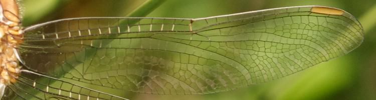 Orthetrum brunneum.