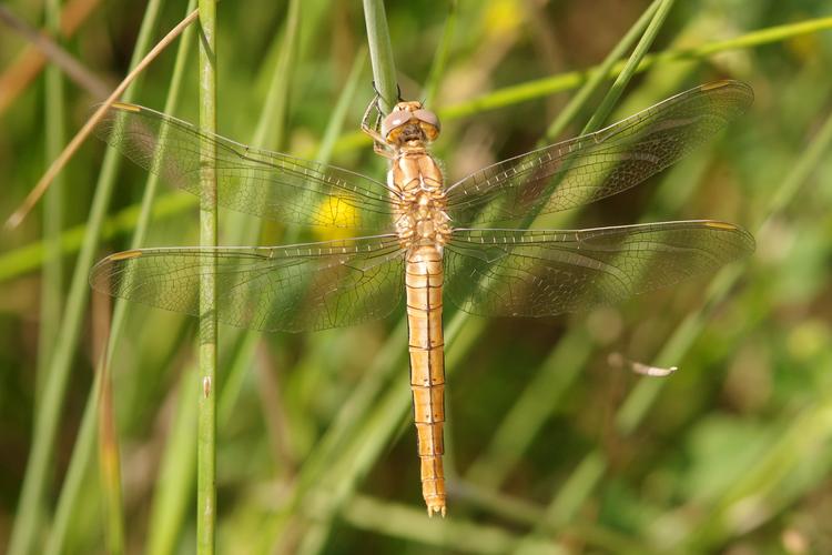 Orthetrum brunneum.