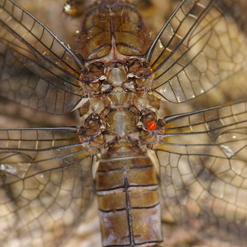 Orthetrum coerulescens.