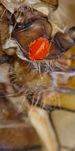 Orthetrum coerulescens.