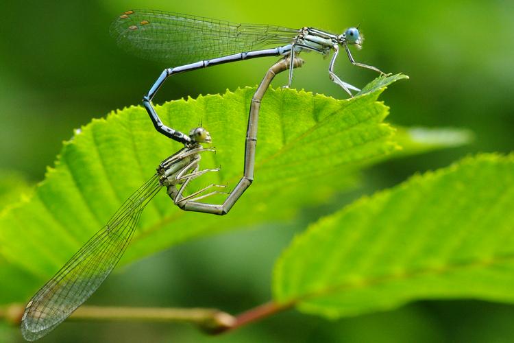 Platycnemis pennipes.