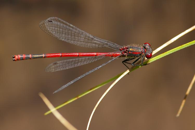 Pyrrhosoma nymphula.