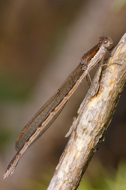 Sympecma fusca.