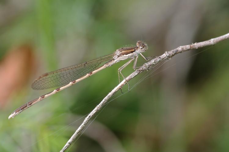 Sympecma fusca.