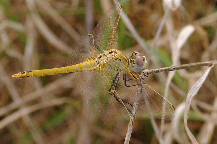 Sympetrum fonscolombii.