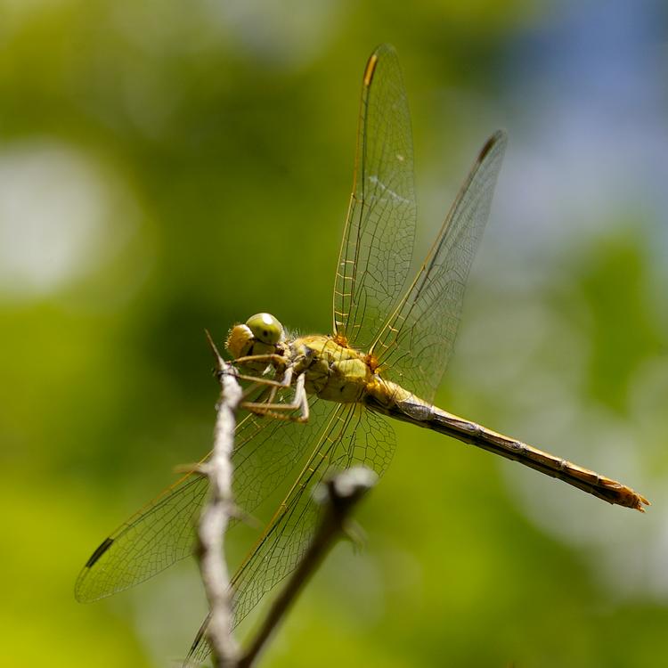 Sympetrum meridionale.