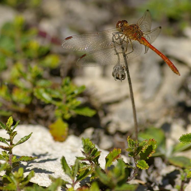 Sympetrum meridionale.