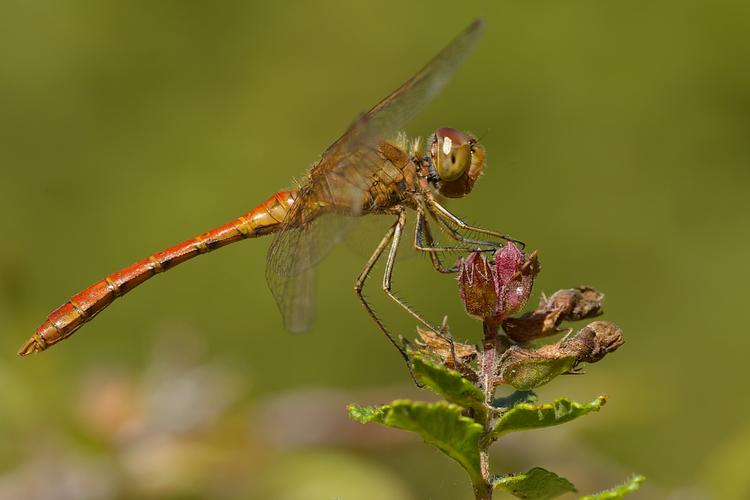 Sympetrum meridionale.