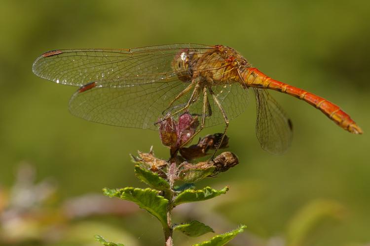 Sympetrum meridionale.