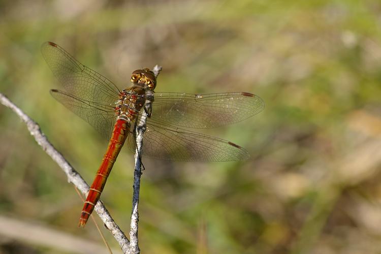 Sympetrum striolatum.