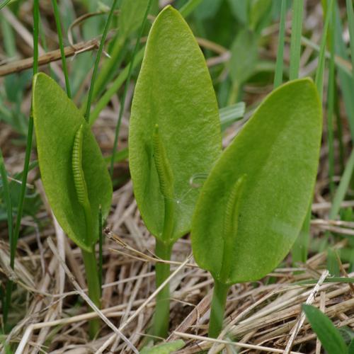 Ophioglossum vulgatum.