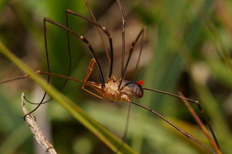 Phalangium opilio