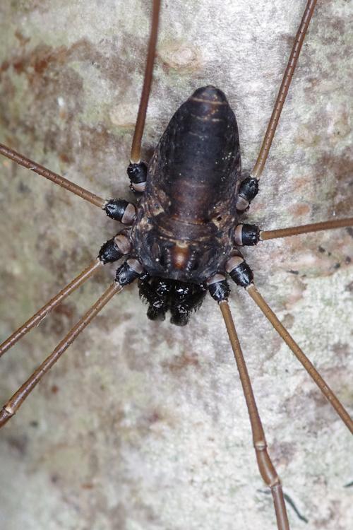 Micrommata virescens