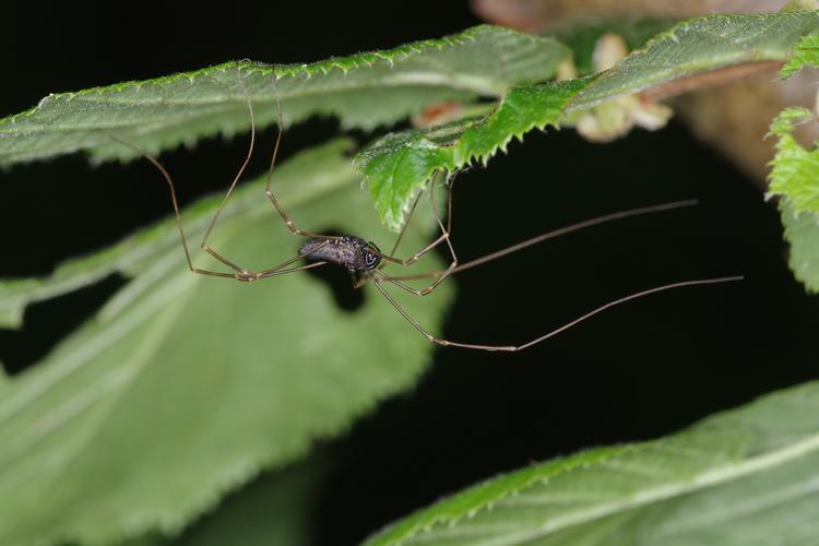 Micrommata virescens