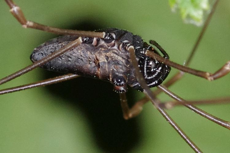 Micrommata virescens