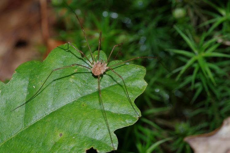 Micrommata virescens