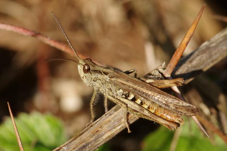 Chorthippus biguttulus.