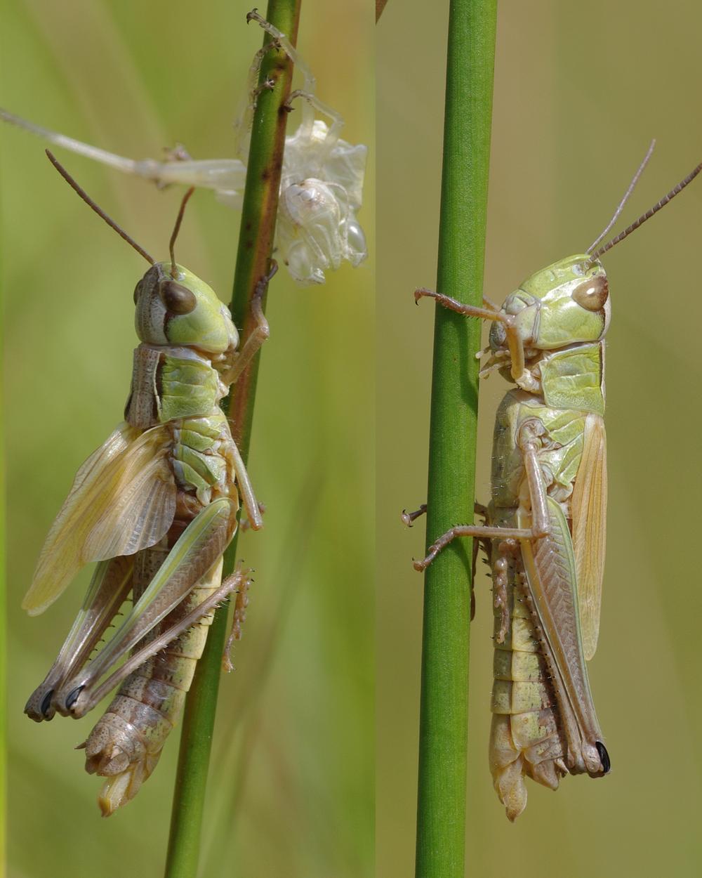 Pseudochorthippus montanus.