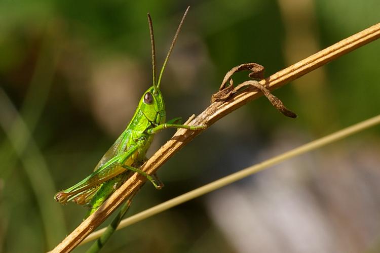 Chrysochraon brachyptera.