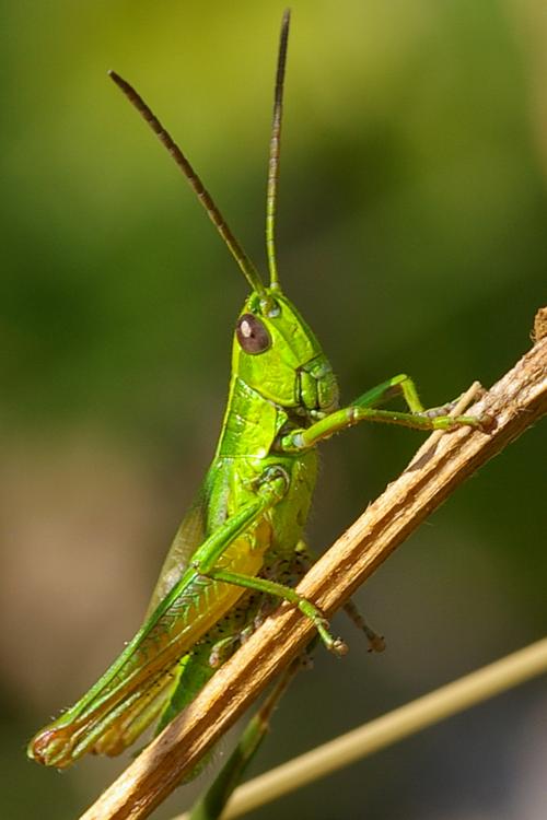 Euthystira brachyptera.