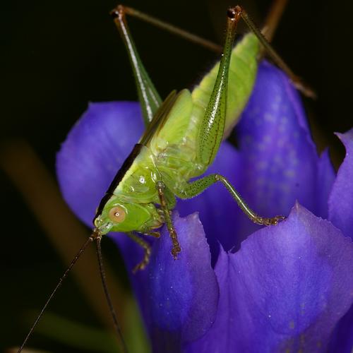 Conocephalus fuscus.