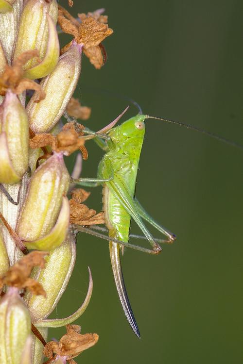 Conocephalus fuscus.