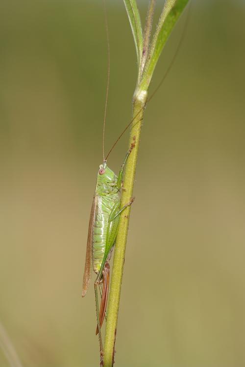 Conocephalus fuscus.