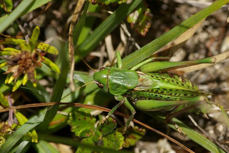 Decticus verrucivorus.