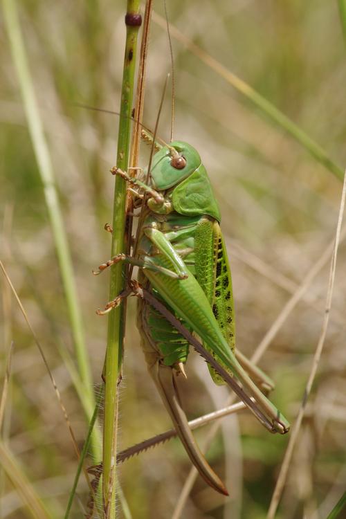 Decticus verrucivorus.