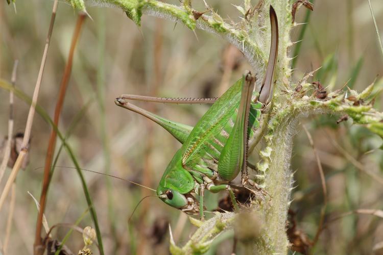 Decticus verrucivorus.