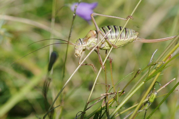 Ephippiger ephippiger.