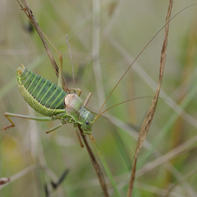 Ephippiger ephippiger.