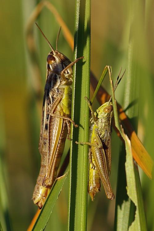 Euchorthippus declivus.