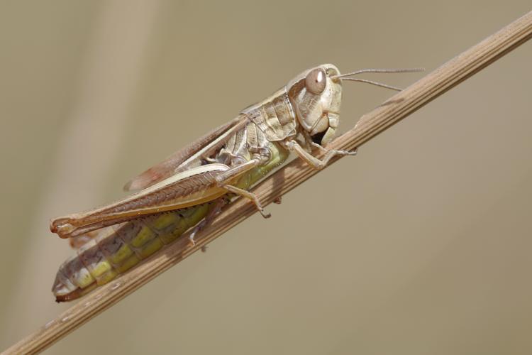 Euchorthippus declivus.