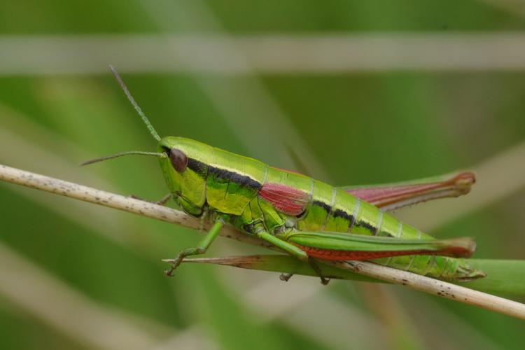 Euthystira brachyptera.