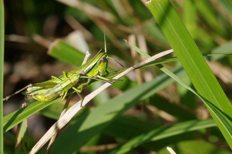 Euthystira brachyptera.