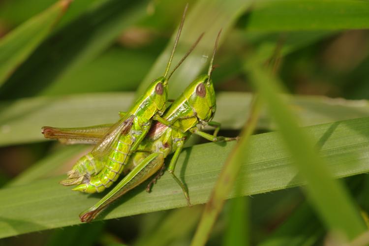 Euthystira brachyptera.