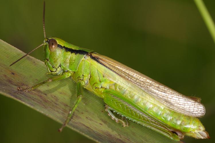 Mecostethus parapleurus.