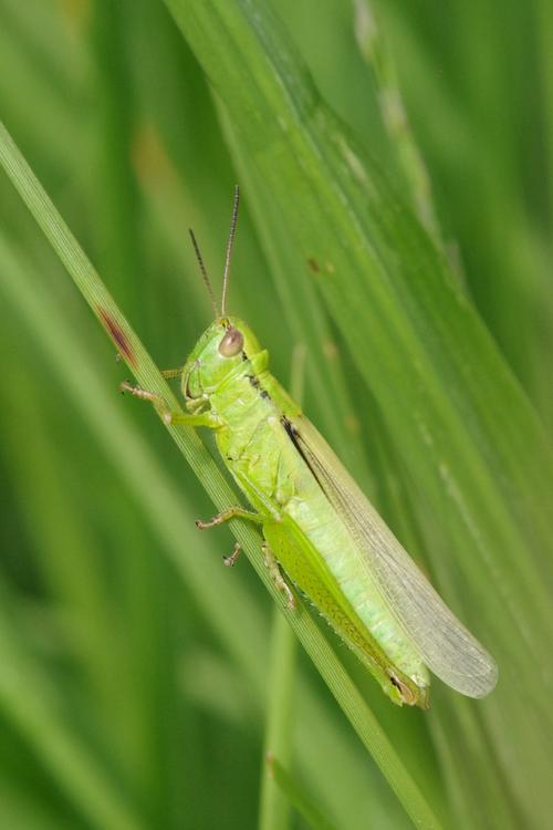 Mecostethus parapleurus.