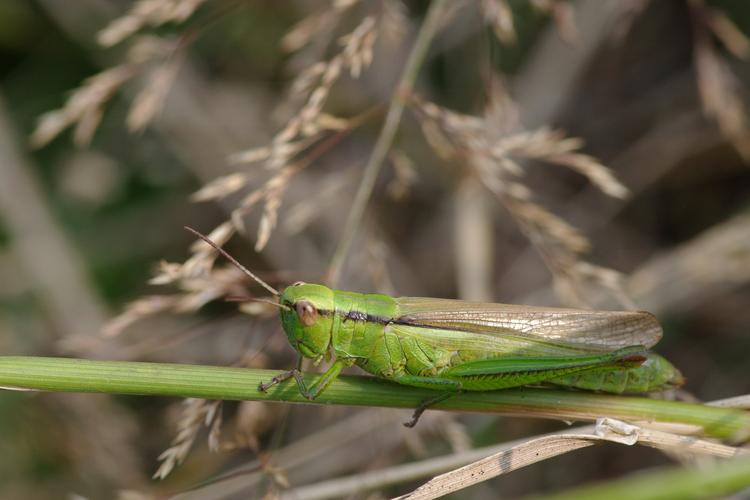 Mecostethus parapleurus.