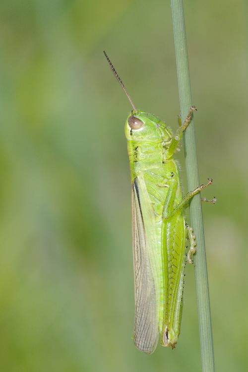 Mecostethus parapleurus.