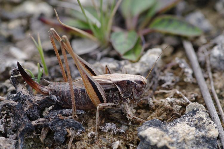 Metrioptera brachyptera.