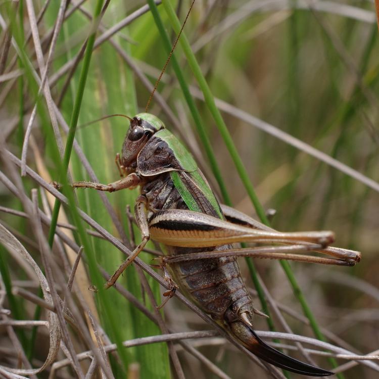 Metrioptera brachyptera.